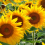 Zonno potlood met bloemzaden van zonnebloemen
